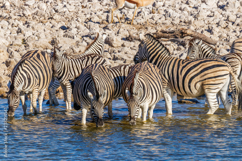 Herd of zebras   Equus Burchelli  standing in the water drinking at a water hole  Etosha National Park  Namibia.