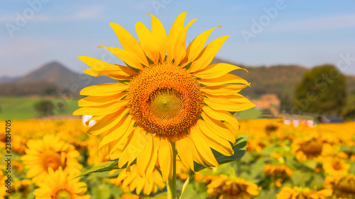 Sunflower field landscape.