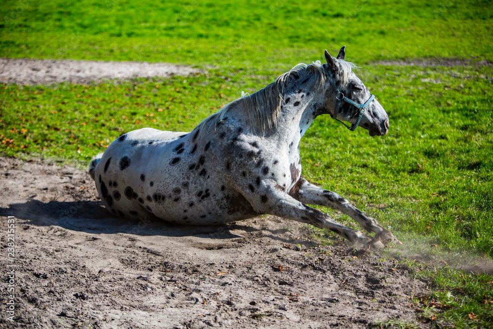 konie Arabskie, Arabian horses in dynamics konie Arabskie, Arabian horses in dynamics