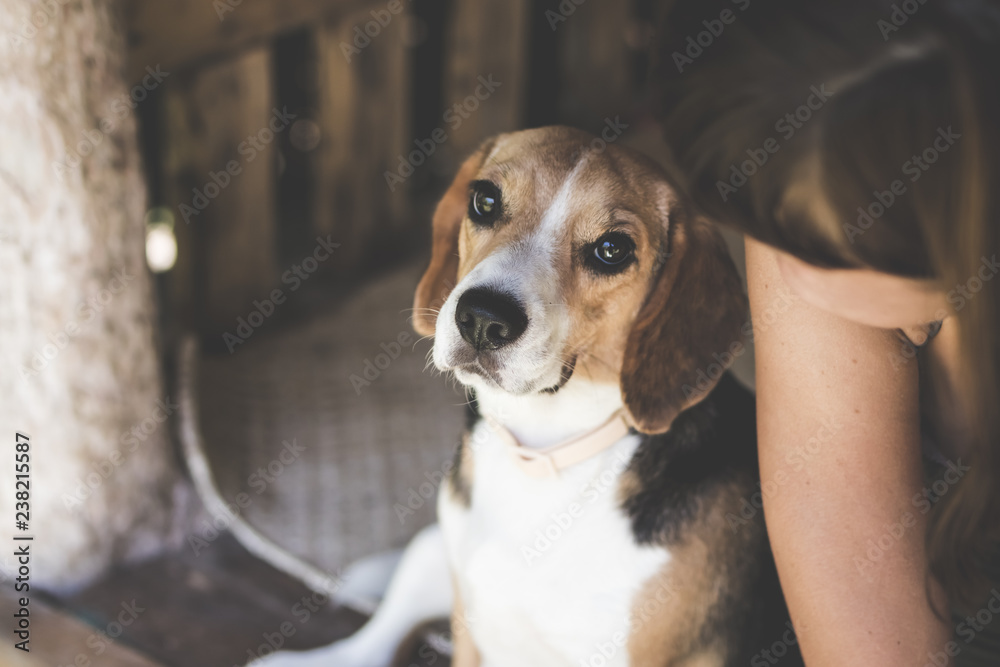 Close up portrait of young woman with her cute beagle dog in gazebo.