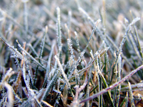 frosted grass © R MACKAY