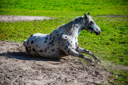 konie Arabskie  Arabian horses in dynamics