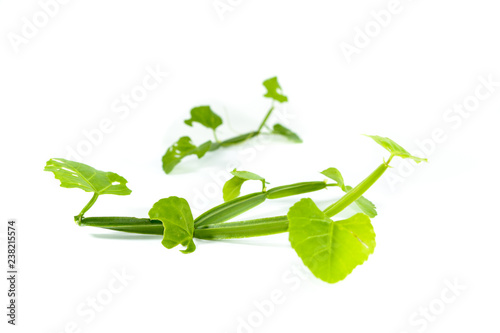 Cissus quadrangularis L. Close up