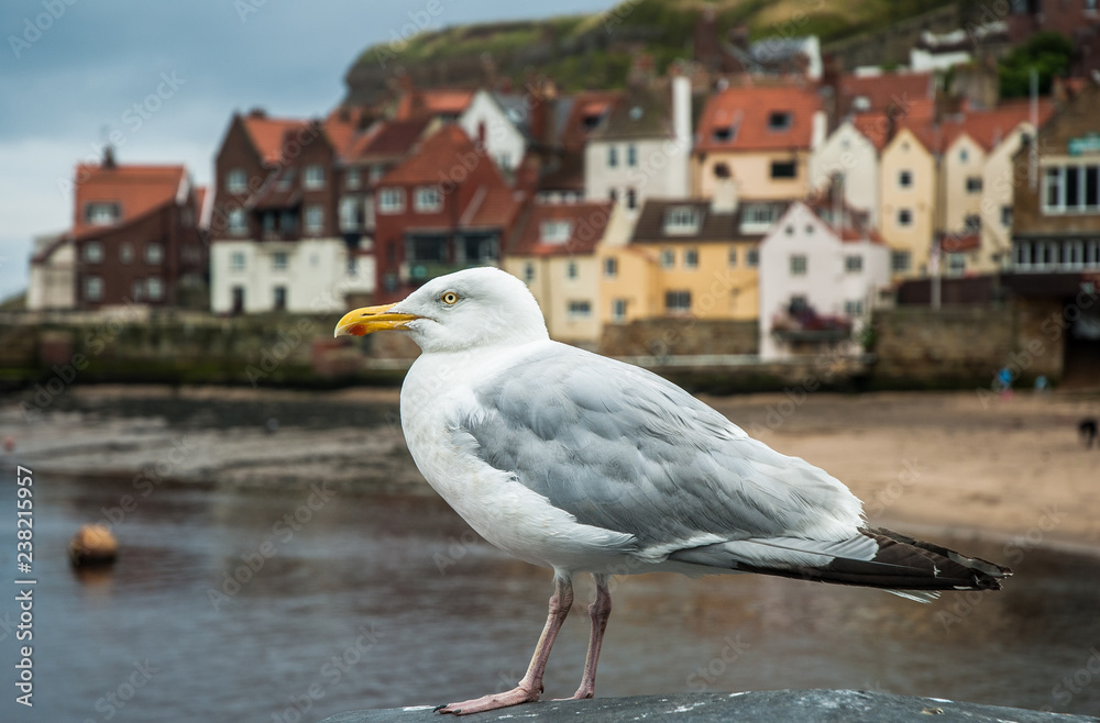 British Seaside Gull British Seaside Gull