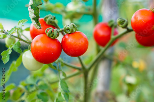 Red Currant Tomato in the kitchen garden.