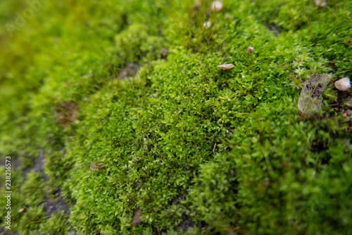 Green moss on the cement floor background.