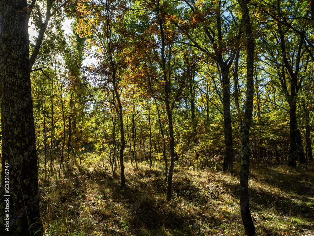 Fototapeta premium Forests in the sierra sifted to madrid, spain in autumn