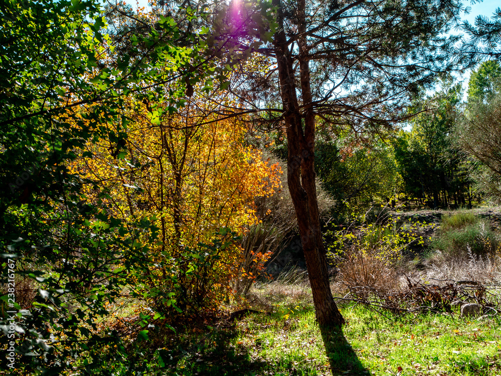 Fototapeta premium Forests in the sierra sifted to madrid, spain in autumn