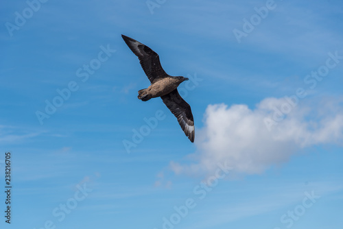 A bird circles in the sky