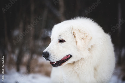 Profile Portrait of gorgeous maremmano abruzzese sheepdog. Close-up of big white fluffy dog is on the snow in the forest