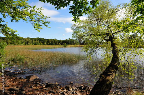 Der Åsnen-See, Schwedens neuer Nationalpark photo