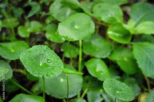 Asiatic Leaves - Water drop on the Centella plant or pennywort leaves floating on water, Medical herb used as the elixir Has inhibited, Using for background or wallpaper.