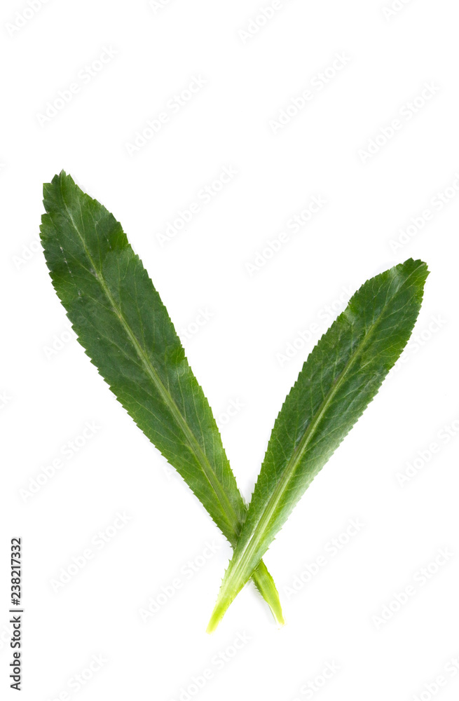 Obraz premium Culantro Close up