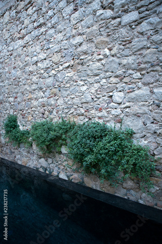 Pflanzen an Steinwand über Pool photo