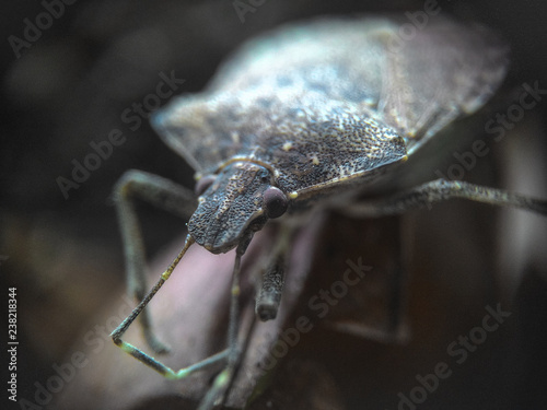 Raphigaster nebulosa bug close-up © Darcraft
