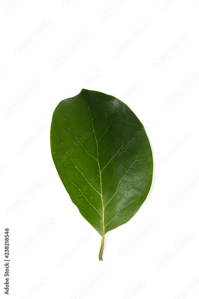 Leaf Avocado Close up Leaf Avocado Close up