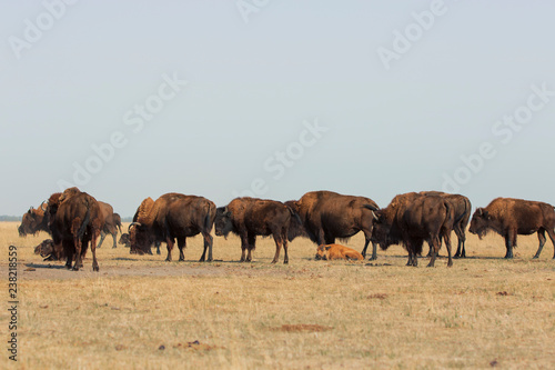 Herd of wild bisons stands in a dry field with a little rufous calf lying at it's mothers legs