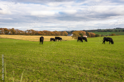 Cows in a Pasture on a Sunny Autumn Day