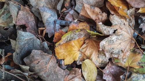 Autumn Leaves Background