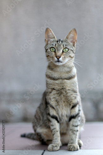 Cute tabby cat sitting outdoor. Selective focus.