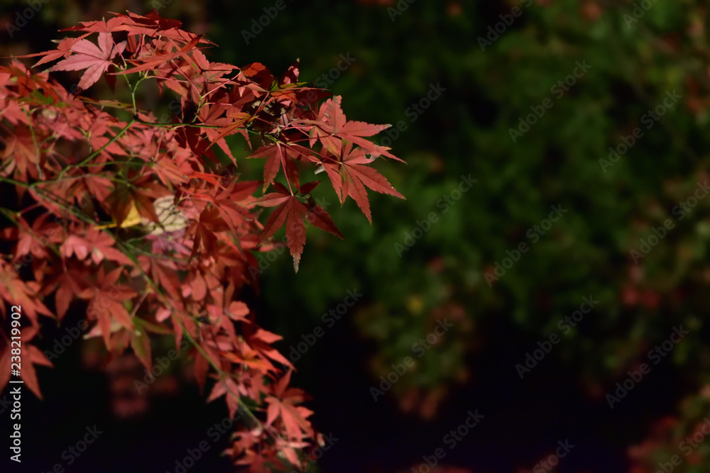 六義園紅葉ライトアップ(Light up Red leaves at Rikugien) 六義園紅葉ライトアップ(Light up Red leaves at Rikugien)