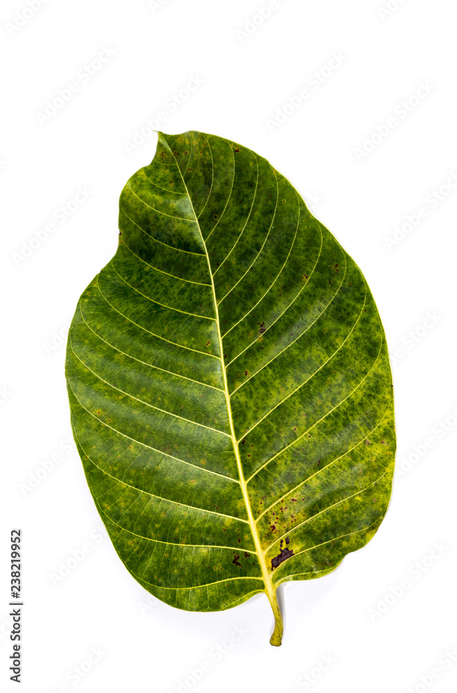 Obraz premium Leaf Wild cinchona Close up