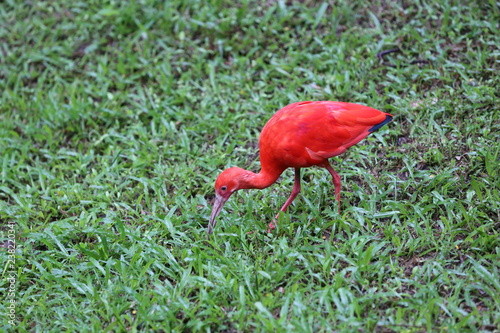red bird on a grass
