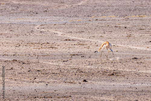 Springbok ( Antidorcas Marsupialis) jumping, Etosha National Park, Namibia.