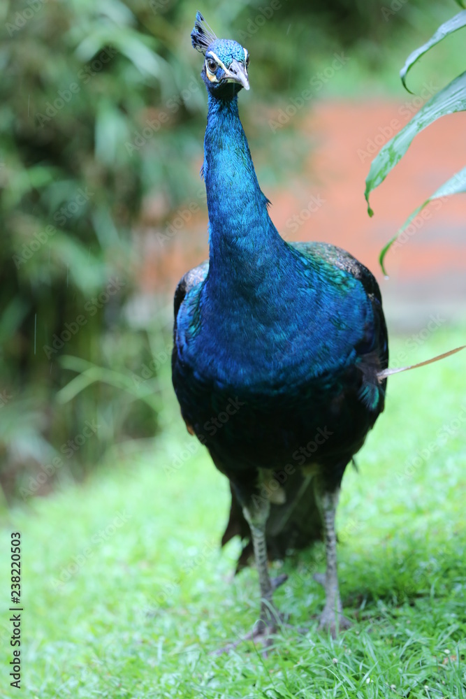 peacock in the park