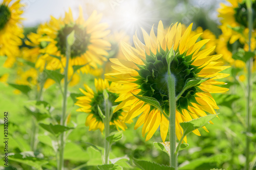 back side of sunflower in farm with sun light © kwanchaichaiudom