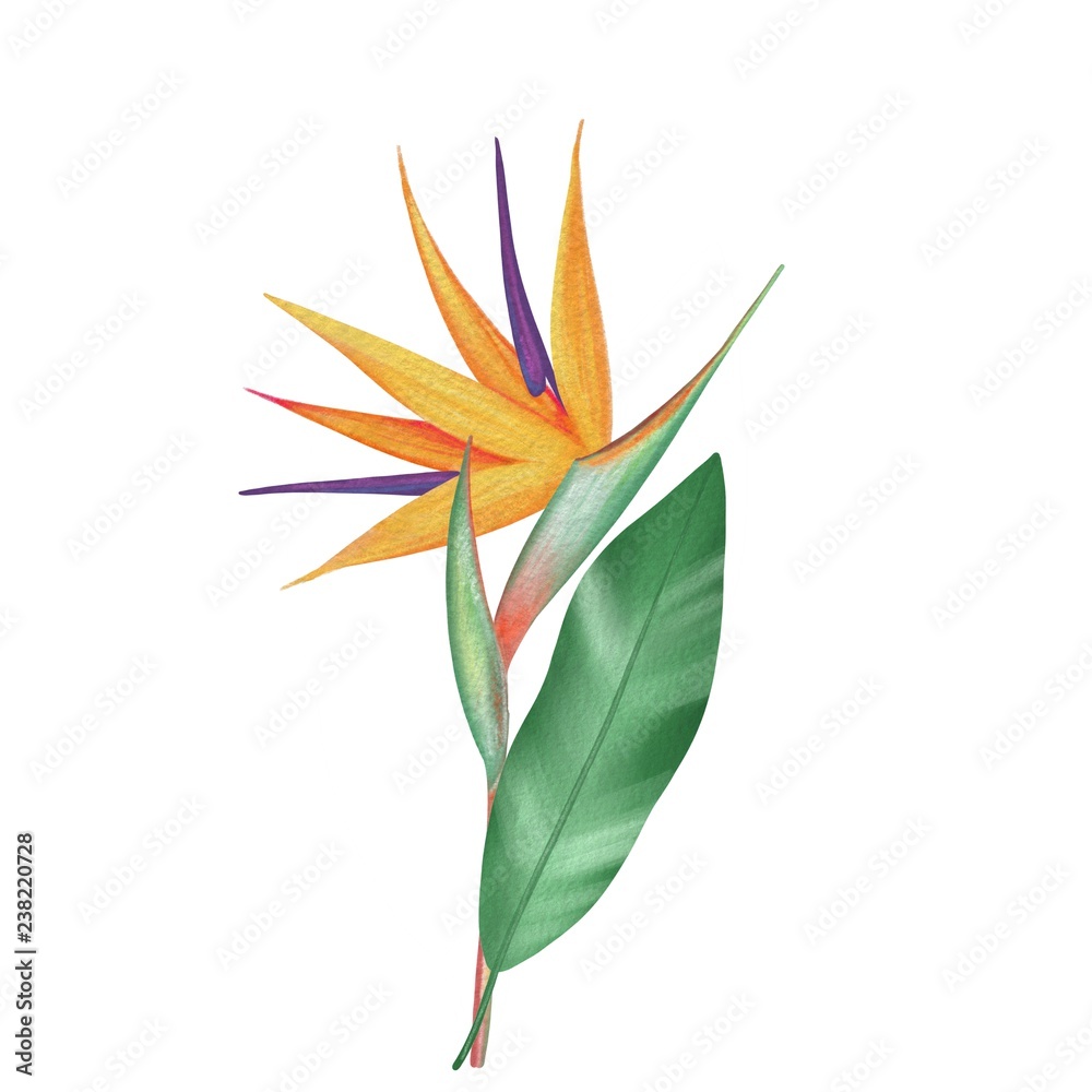 Bird of paradise, Strelitzia flower in watercolor style Bird of paradise, Strelitzia flower in watercolor style