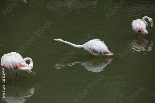 flamingo in the lake