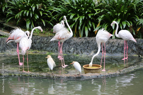 group of flamingos