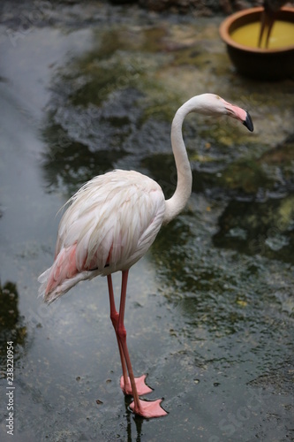 flamingo in zoo