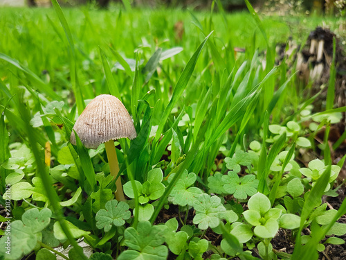 Dangerous Poisonous Mushroo...
