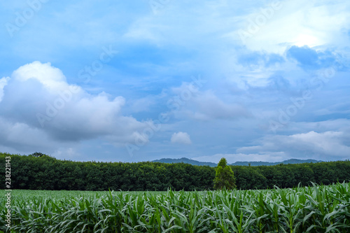 The scenery in the countryside is a corn field with beautiful blue sky.