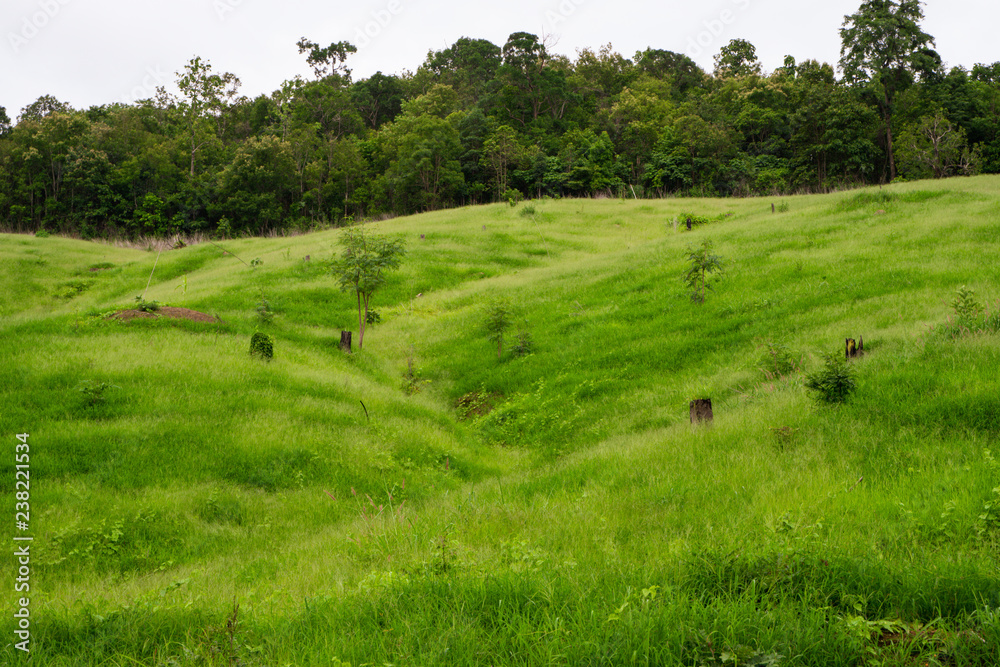 The lush green meadow on the hill is ideal for a background. The lush green meadow on the hill is ideal for a background.