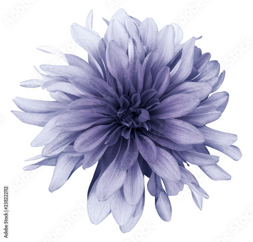 Violet dahlia  flower white  background isolated  with clipping path. Closeup. For design. Nature. © nadezhda F