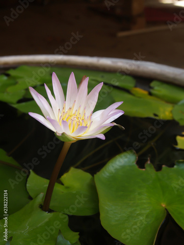 The purple lotus is blooming and there are green leaves in the pot.