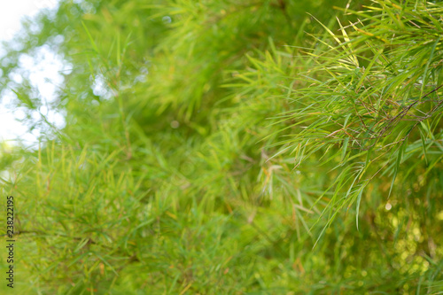 Top leaves of bright green bamboo, background blurred.