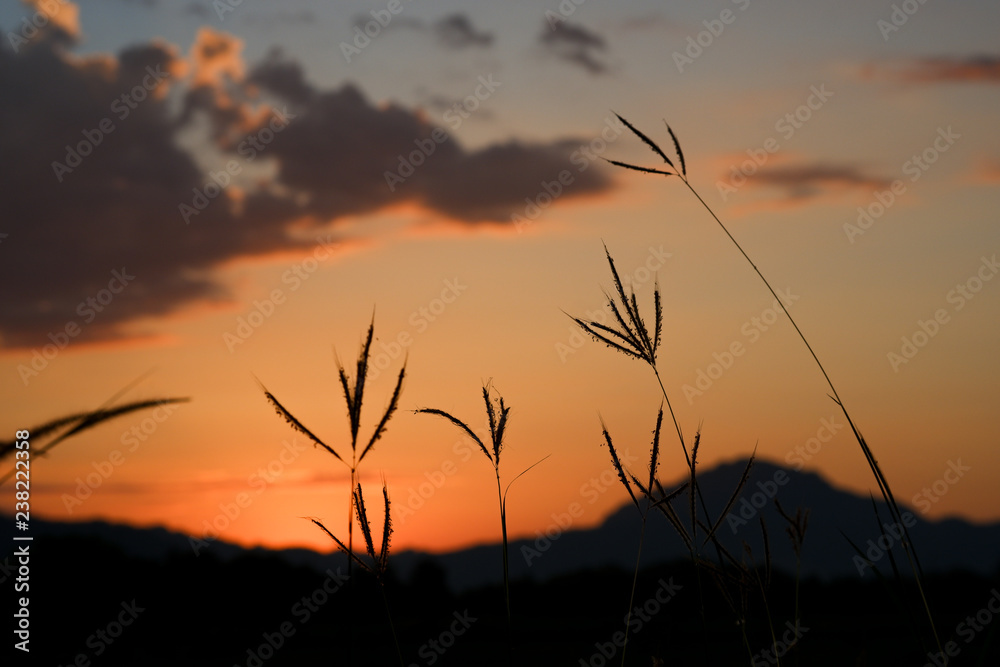 Grass silhouette with mountains and orange sky at twilight.