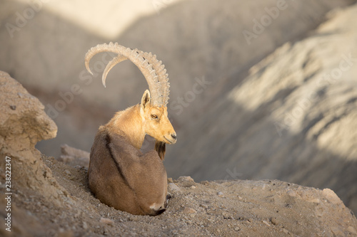 Nubian Ibex in Negev Dessert