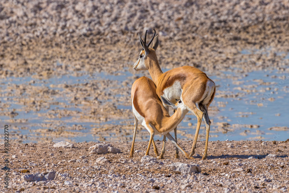 A mother springbok ( Antidorcas Marsupialis) nursing her young, Etosha National Park, Namibia. A mother springbok ( Antidorcas Marsupialis) nursing her young, Etosha National Park, Namibia.