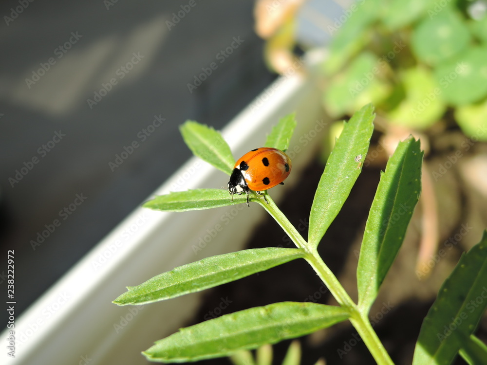 Fototapeta premium a little ladybug crawling on a green leaf on a Sunny day.
