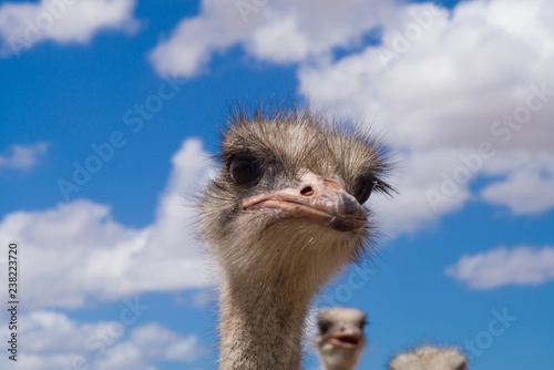 Ostrich head - close up - in front of cloudy sky 