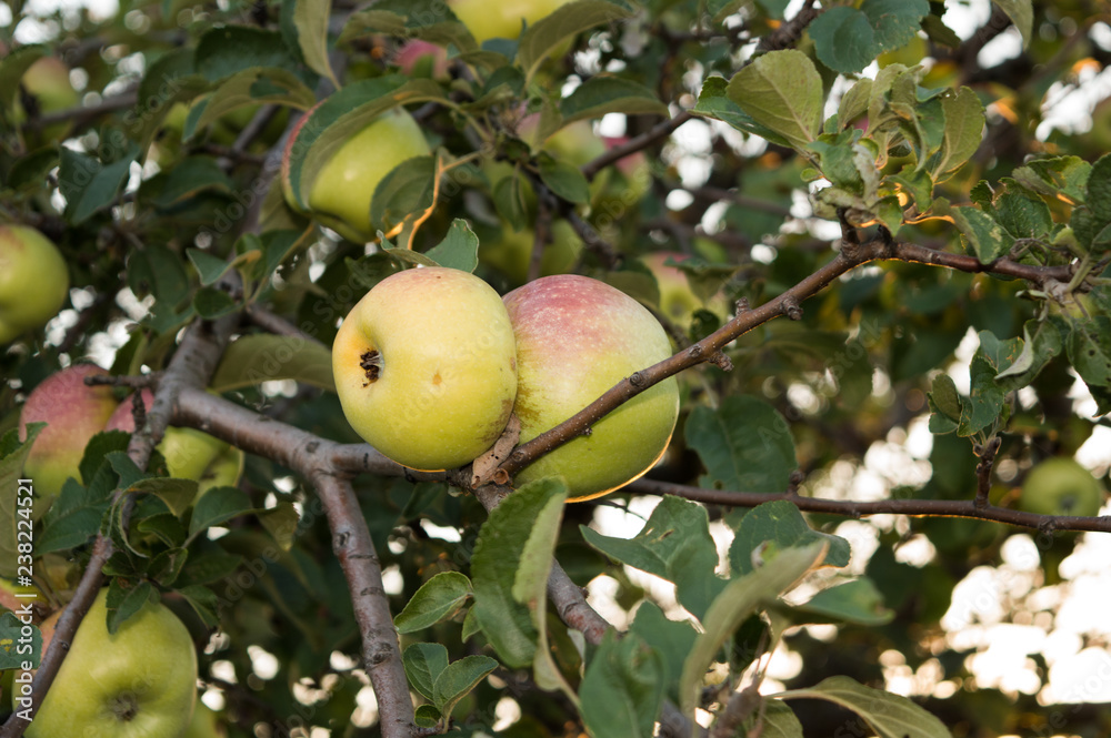 Apples on a tree branch