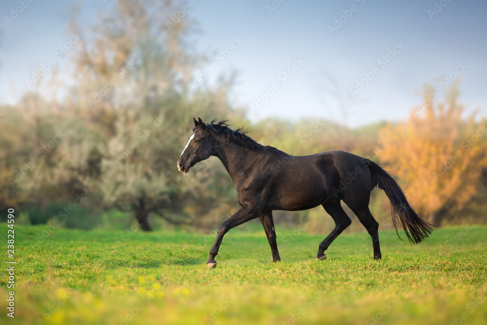 Horse run gallop in green meadow Horse run gallop in green meadow