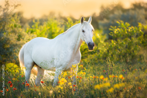 White horse portrait in poppy flowers at sunrise light