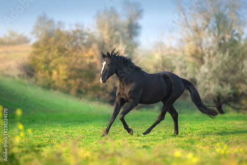 Horse run gallop in green meadow
