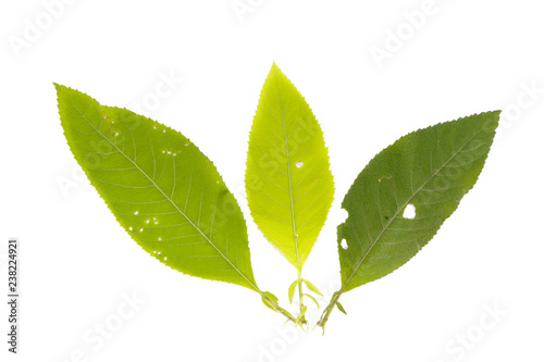 Leaf Ngai Camphor Tree